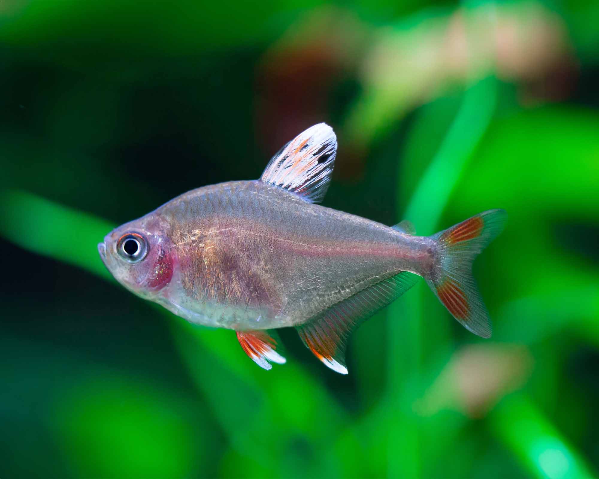 Hyphessobrycon bentosi (White Fin Ornate Tetra)